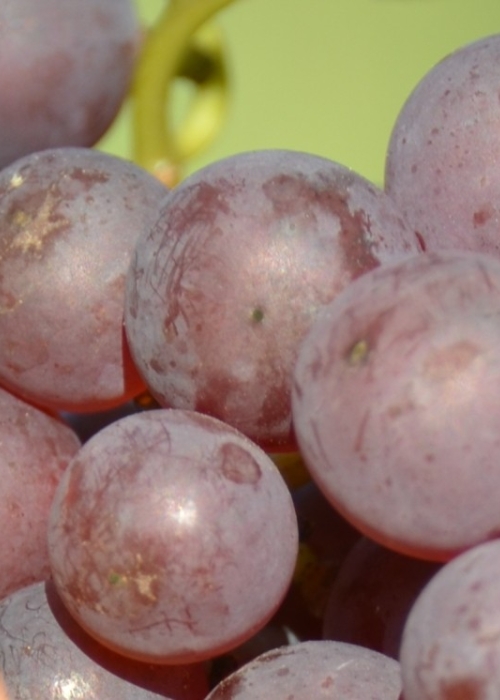 Chardonnay rosee ANT 6400